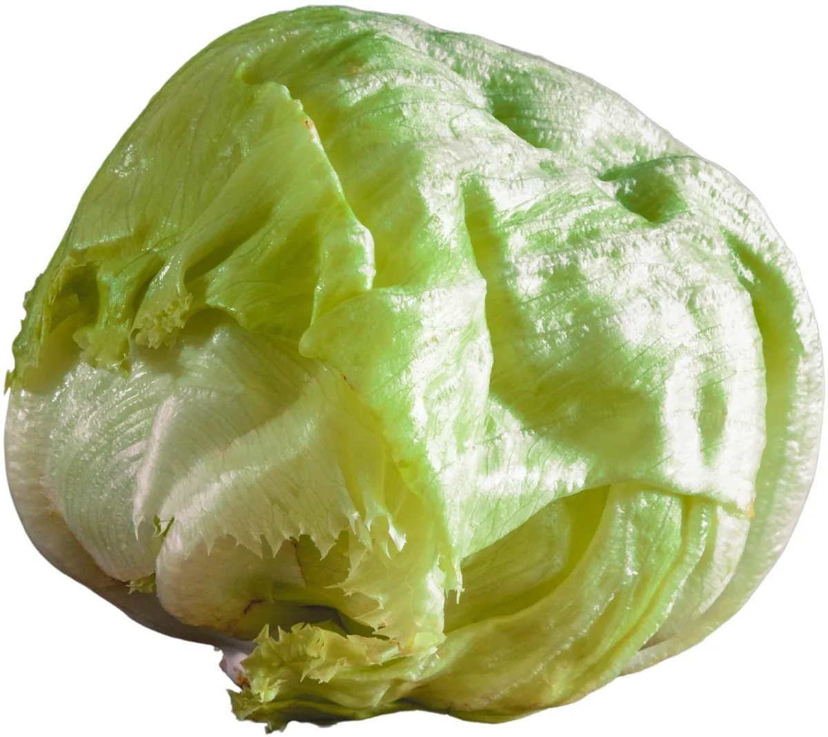 Iceberg Lettuce 24ct — UNIT